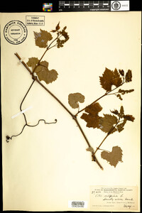 Vitis vulpina image