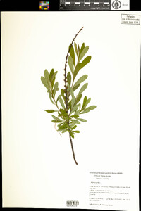 Myrica gale image