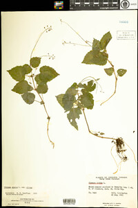 Circaea alpina image