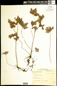 Geranium robertianum image