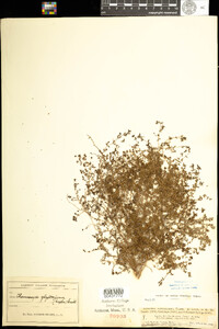 Chamaesyce glyptosperma image
