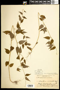 Oxalis corniculata image