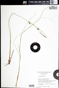 Carex lasiocarpa image