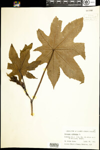 Ricinus communis image