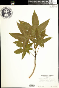 Ricinus communis image