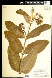 Asclepias syriaca image