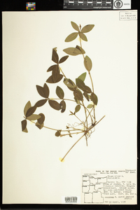 Vinca minor image