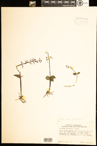 Image of Neottia bifolia