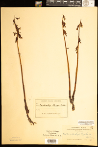 Image of Corallorhiza mertensiana
