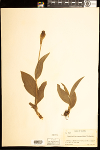 Image of Cypripedium passerinum