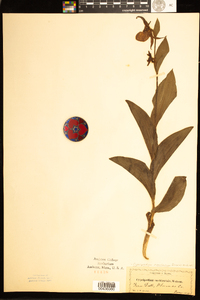 Image of Cypripedium montanum