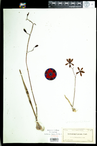Image of Cyrtopodium punctatum