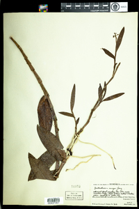 Image of Epidendrum anceps