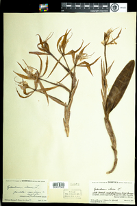 Image of Epidendrum ciliare