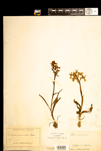 Image of Orchis provincialis