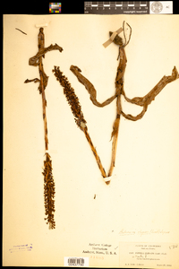 Image of Piperia elegans