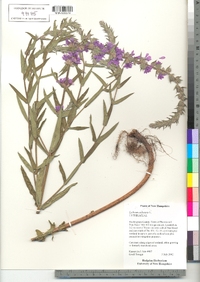 Lythrum salicaria image