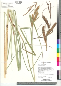 Carex utriculata image