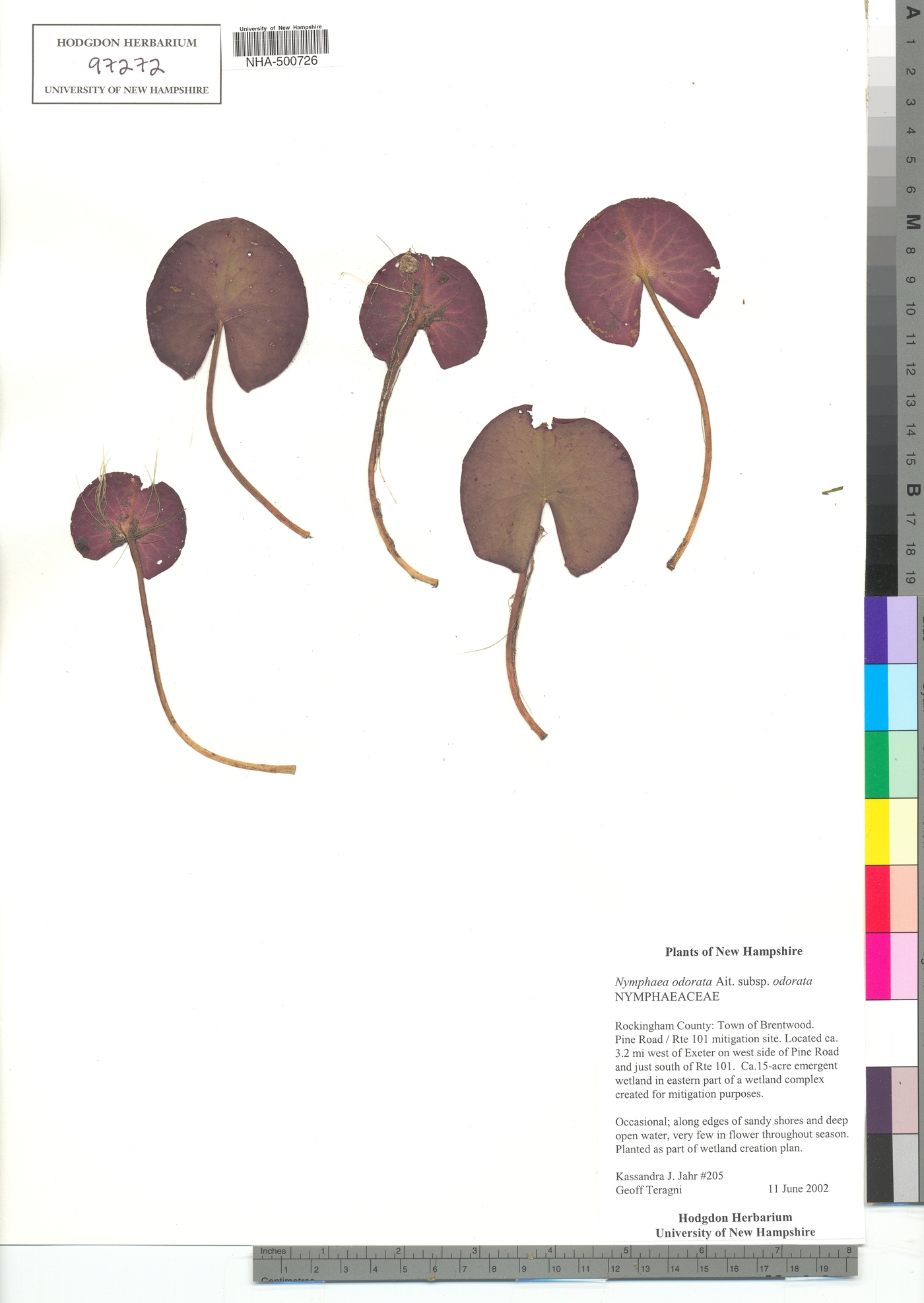 Nymphaeaceae image