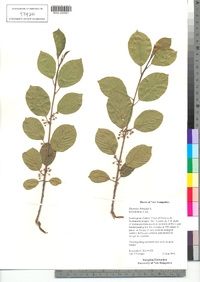 Frangula alnus image