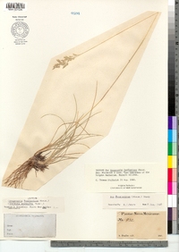 Image of Eragrostis fendleriana