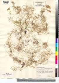 Utricularia purpurea image