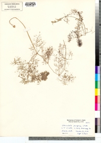 Utricularia purpurea image