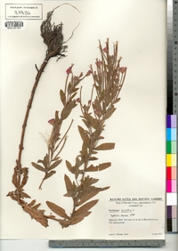 Epilobium hirsutum image