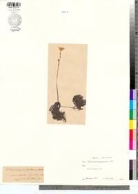 Utricularia purpurea image