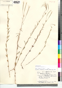 Epilobium palustre image