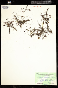 Drosera intermedia image