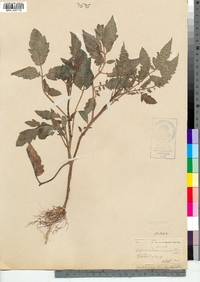 Image of Solanum lycopersicum
