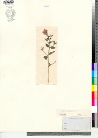 Petunia integrifolia image