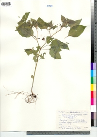 Solanum americanum image