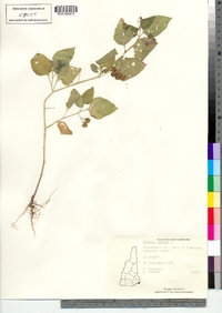 Solanum nigrum image