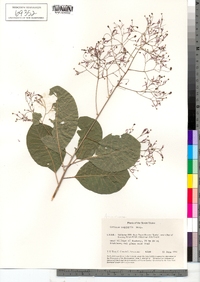 Cotinus coggygria image