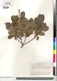 Cotinus coggygria image