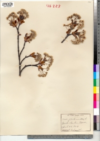 Acer platanoides image