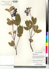 Viburnum nudum var. cassinoides image