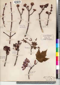 Acer rubrum image