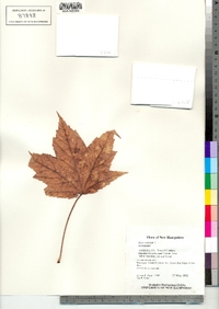 Acer rubrum image