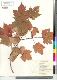 Acer rubrum image