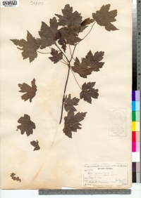 Acer saccharinum image