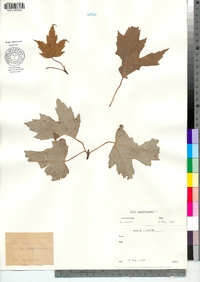 Acer saccharinum image