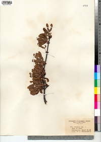 Acer saccharinum image