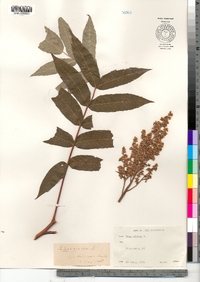 Rhus glabra image