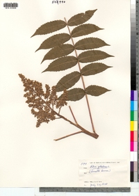 Rhus glabra image