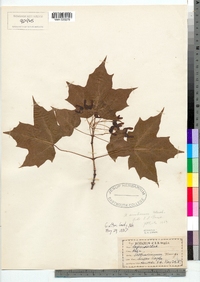 Acer saccharum image