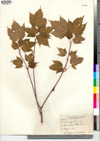 Acer spicatum image