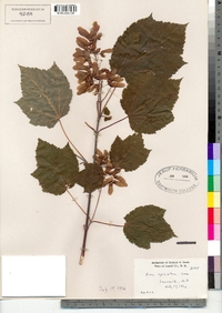 Acer spicatum image